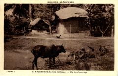 The Indies - CPA- Krishnagar - a wild ox - Mission Salesiennes India India