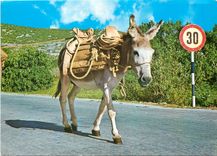 CPM Ane Mule