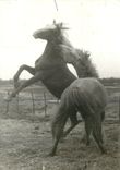 CPA Cheval