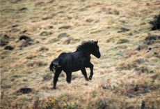 Photo Poney Cheval