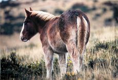 Photo Poney Cheval