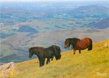 CPM Pays Basque Pottoks en montagne 
