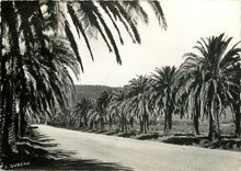 CPM Cavalaire sur Mer Var Croix Valmer L'allee de Pardigon 
