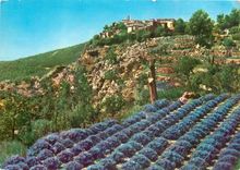 CPM Gourdon Culture de la Lavande 