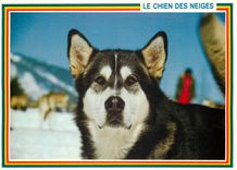 CPM Le Chien des Neiges 