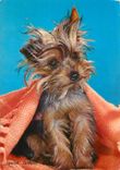 CPM Chien