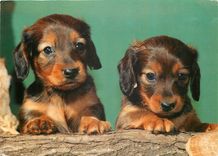 CPM Chiens Chiens