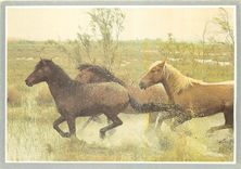 CPM Les Amis du Cheval et de la Nature 