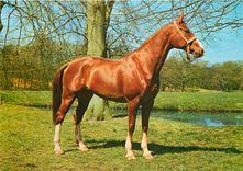 CPM Cheval