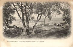Panorama of Nice Seen from between the Olive-trees - CPA