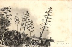 Aloe in flowers Aloe Vera in bloom CPA