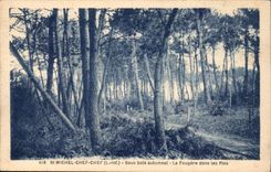 Saint Michel Chief Chief CPA Under autumnal wood the Fern in the pines