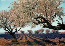 CPM Lavande et amandiers en fleurs dans les Alpes de Provence 