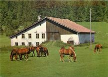 CPM Au paturage des Franches Montagnes 