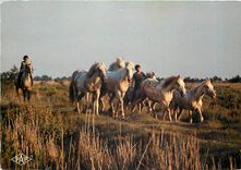 CPM En Camargue Manade de chevaux 
