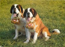 CPM St Bernhards Zwinger von Malters 