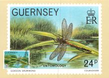 CPA Guernsey Entomology 