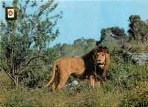 CPM Rio Leon Safari park Albinana Tarragona Espana 