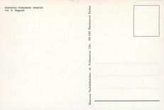 CPM Kamienica Celejowska 