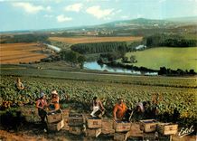 CPM Vendanges en Champagne Au dessus des meandres de la Marne au fond Epernay Folklore