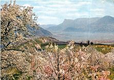 CPM Merano - Floritura in Val d'Adige con vista della Mendola
