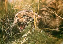 CPM Wild Cat