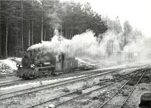 CPM En forêt près de Kurozwecz