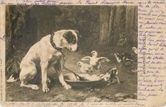 CPA AUDACIEUSE FAMILLE Chien Poussins
