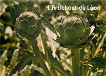 CPM L'Artichaut du Leon Saint Pol de Leon 
