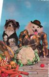 CPM Chiens 