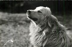 CPM Chien des Pyrenees