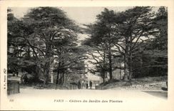 Paris -5 - Cedars of the Botanical garden CPA