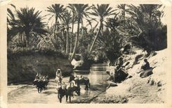 CPA Un Oued dans l'Oasis