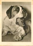 CPM CHIEN