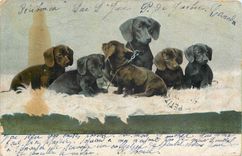 CPA chiens