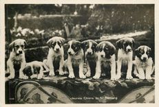 CPA CHIENS Jeunes chiens de St Bernard