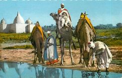CPA SCENE ET TYPES. D'Afrique du Nord. La halte près du Marabout Chameaux