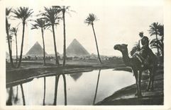 CPA Chameau Egypte