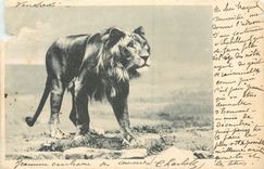 CPA Lion