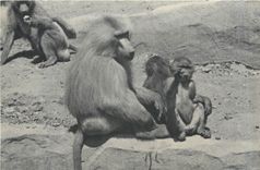 CPA Une Famille de Singes Hamadryas 
