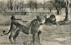 CPA Faune Africaine Lions et Lionnes dans la Brousse 