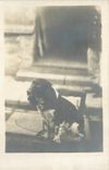 CARTE PHOTO Chien