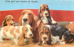 CPM C'est gai une reunion de famille Chiens