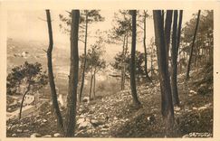 CPA La Normandie Artistique Montagne du Roule a travers les Pins 