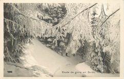 CPM Etude de givre en foret 