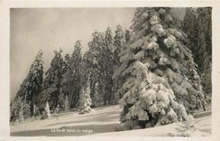 CPM La Foret sous la neige 