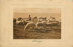 CPA Paturage Berger Moutons