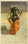 CPM Chien