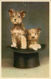 CPM Chiens Chien