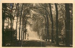 CPA Versailles Splendeurs et Charmes de Versailles Allee de l'Ete 